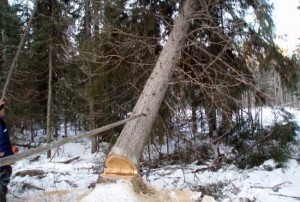 На лесосеке в Стародубском районе погиб мастер участка