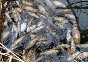 В дятьковском пруду произошла массовая гибель рыбы