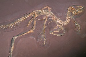 Томские ученые открыли новый вид динозавра
