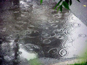 В Брянске ожидаются дожди и грозы