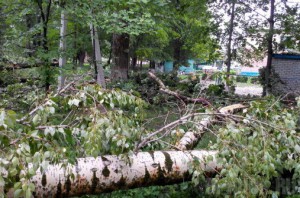 В Брянске сильный ветер повалил более 100 деревьев