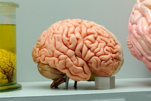 Обнаружены удивительные свойства мозга