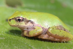 Гриб превращает жаб в сексуальных зомби