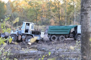 Незаконная вырубка деревьев в черте Брянска
