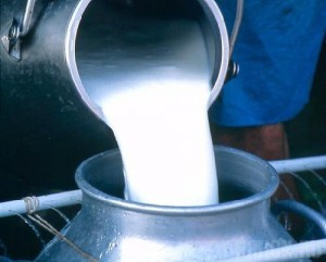 Больше половины молока, которое продается в России, производится с...