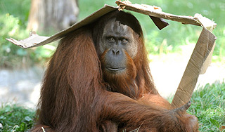 В США орангутангов "подсадили" на iPad