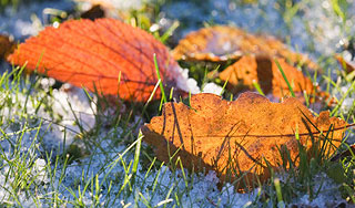 � ������ ���� ��������� �����������