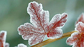 Синоптики отсрочили Москве приход зимы Синоптики отсрочили Москве приход зимы