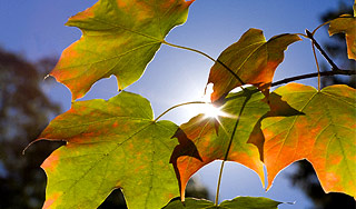 ������ ���� ��������� ����������