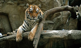 Тигр убил сотрудника китайского зоопарка