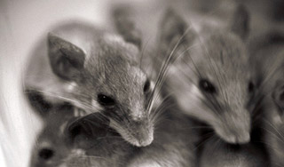 Мыши доказали ученым пользу вина