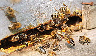 Приставы "переселяют" кусачих пчел