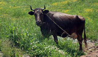 Житель Татарстана убил корову бензопилой