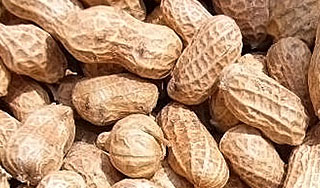 В России нашли опасный арахис из Китая