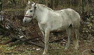 Бешеная лошадь тяжело ранила москвичек