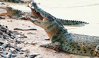 В Паттайе из зоопарка разбежались крокодилы