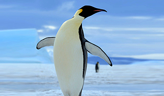 Знаменитый пингвин-путешественник погиб