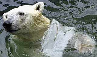 Белый медведь убил российского метеоролога