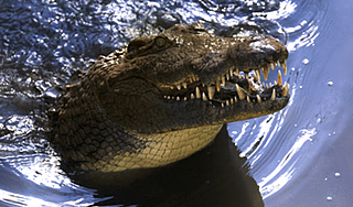 Умер любимец Коста-Рики крокодил Почо