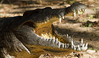 Обаме заплатят 50 тысяч за укус крокодила