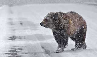 Петропавловск-Камчатский напугали медведи