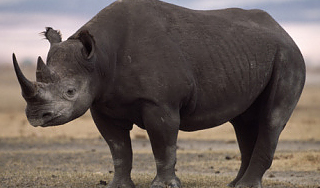 Из парижского музея украли рог носорога