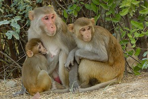 Ученые объединили мозг трех обезьян (видео)