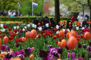 Россия просит запретить голландские цветы