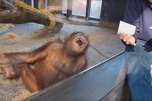 Фокус заставил орангутана валяться от смеха