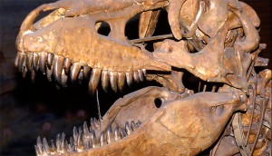 Ученые развенчали миф о гибели динозавров
