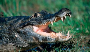 Российский турист погиб в схватке с крокодилом