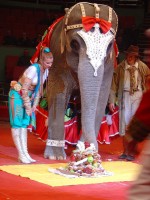 В Цирке отметили День Рождения слонихи Ранго