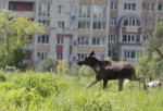 Молодой лось забрел в Брянск